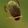 Pruhostitec - Graphoderus cinereus 5252
